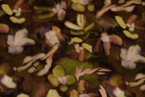 Satijn-viscose-stof-digitale-bloemenprint-x749