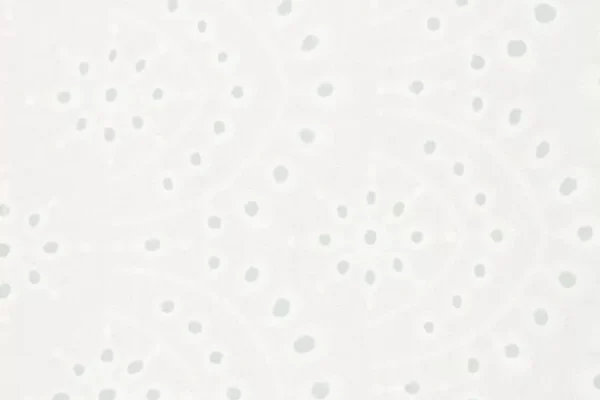 90107020_1-Colorfull Swiss Embroidery Off White_800x800-2